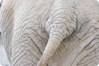 Elefant backside