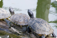 Schildkröten Liebe