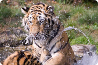 Tiger playing